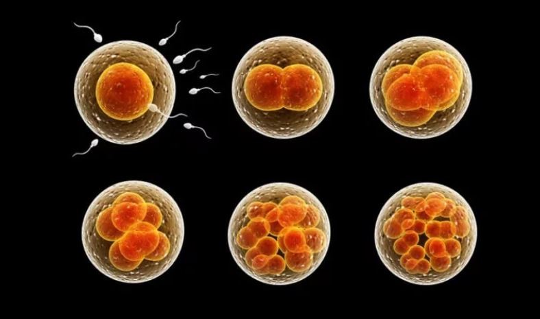 NMNは卵母細胞の質、数量と受精能力を高める